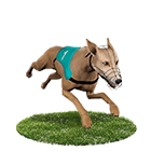 ZEBRA斑馬娛樂城白金賽狗